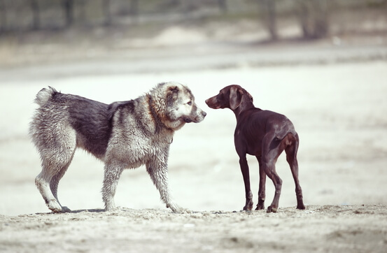 Auf den Hund gekommen so viel kostet der tierische Freund